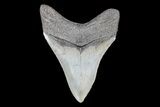 Partial, Fossil Megalodon Tooth #89415-2